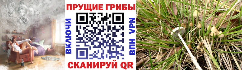 Галлюциногенные грибы Cubensis  Ейск 